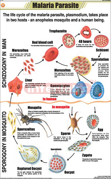 Malaria Parasite